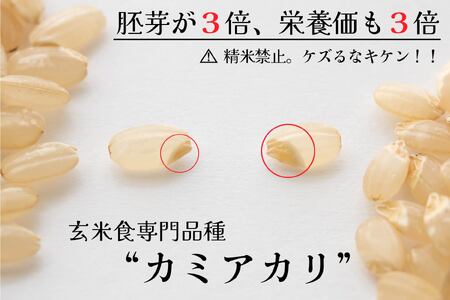 米 玄米 令和6年産 【幻の玄米】 自然栽培 カミアカリ 玄米 1kg  【009-08】
