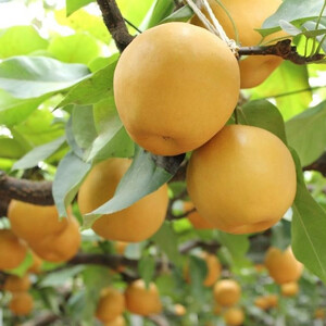 【2026年発送／先行予約】梨 「新高」約5kg（5～7玉入）【松崎果樹園】 ｜ 梨 フルーツ 宮城県角田市