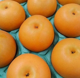 【産直もぎたて】里山のもぎたて新興梨 3kg（国産 フルーツ 果物 くだもの 梨 ナシ 新興 旬 限定）