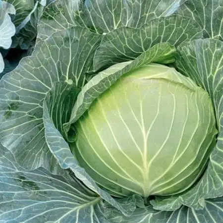 安藤製麺所のこだわり麺で作る、皓介のソース焼きそば(豚肉・キャベツ入り)10食分 CAS冷凍【配送不可地域：離島】【1404607】