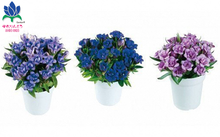 【早期予約承り中！2026年9月中旬発送開始予定！】 リンドウ鉢物 「 あしろブーケ 」 4寸鉢×1 ※色はおまかせ （ 濃青、薄青、ピンク３色のいずれか1色 ） ／ りんどう 安代りんどう リンドウ 八重咲き お花 花 竜胆 龍胆 期間限定 季節限定 鉢花 岩手県産 八幡平市産 おすすめ 【安代リンドウ開発】