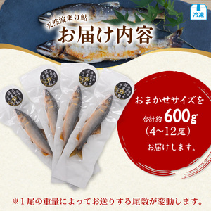 	天然波乗り鮎 約600g サイズおまかせ 4～12尾 鮎 天然 約600g あゆ アユ 天然鮎 清流 海部川 川魚 冷凍