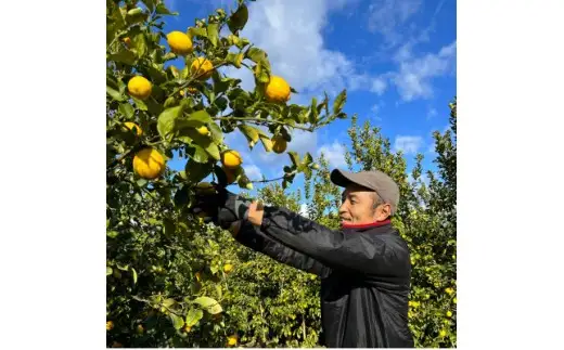 シュガーファームの丸搾りレモン果汁　720ml×4本