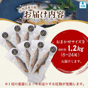 天然波乗り鮎 約1.2kg サイズおまかせ 8～24尾 鮎 天然 約1.2kg あゆ アユ 天然鮎 清流 海部川 川魚 冷凍