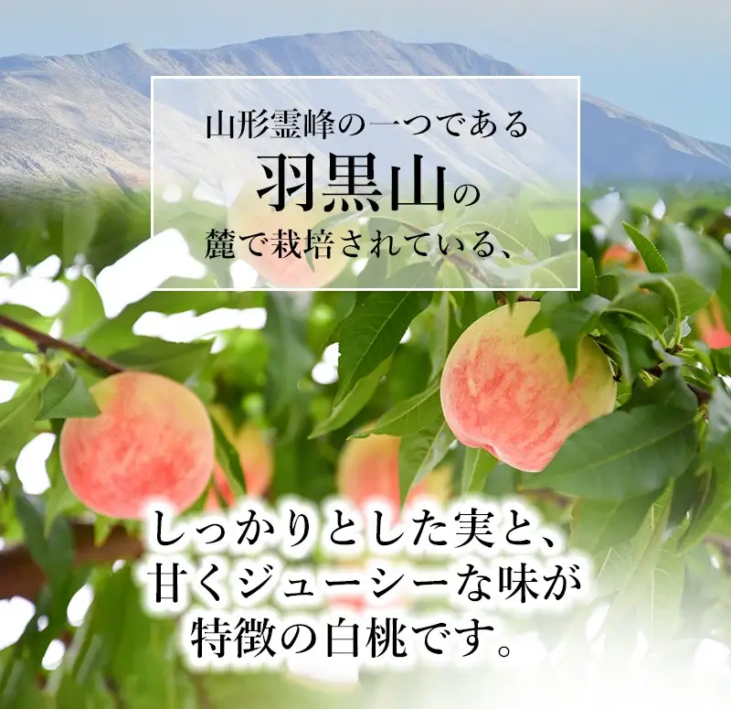 【令和8年産先行予約】JA庄内たがわの桃 (品種おまかせ) 約2kg（5～9玉入） 鶴岡市羽黒地域産　K-830