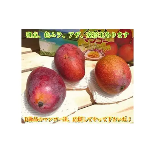 ＜予約受付＞完熟アップルマンゴー 2~4個 約1kg 