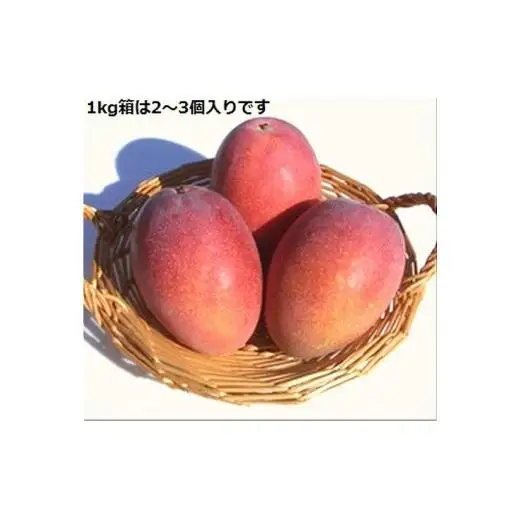 ＜予約受付＞完熟アップルマンゴー 2~3個 約1kg 