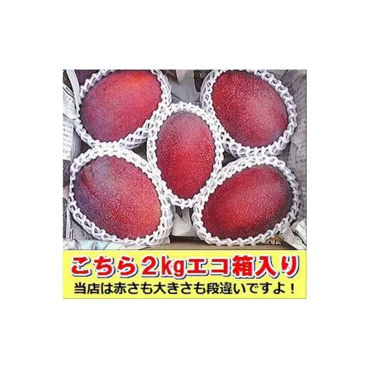 ＜予約受付＞完熟アップルマンゴー 3~6個 約2kg 