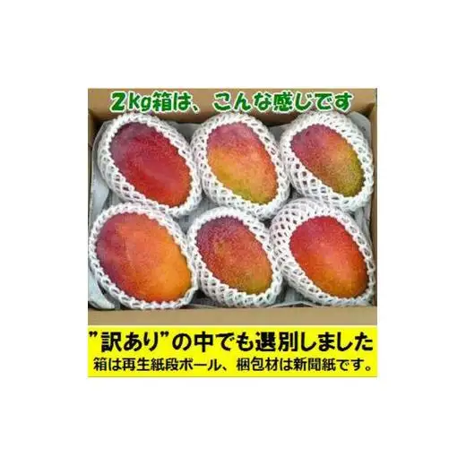 ＜予約受付＞完熟アップルマンゴー 3~6個 約2kg 