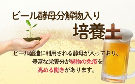 花野果酵母　８０L（２０L×４袋）【amtb0002】