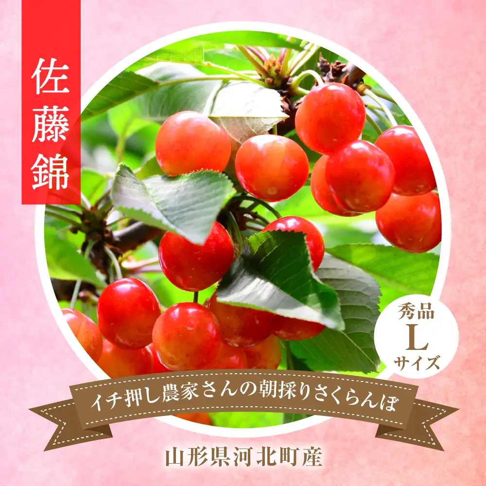 さくらんぼ 佐藤錦 秀品 1kg 朝採り 当日出荷 さくらんぼ
