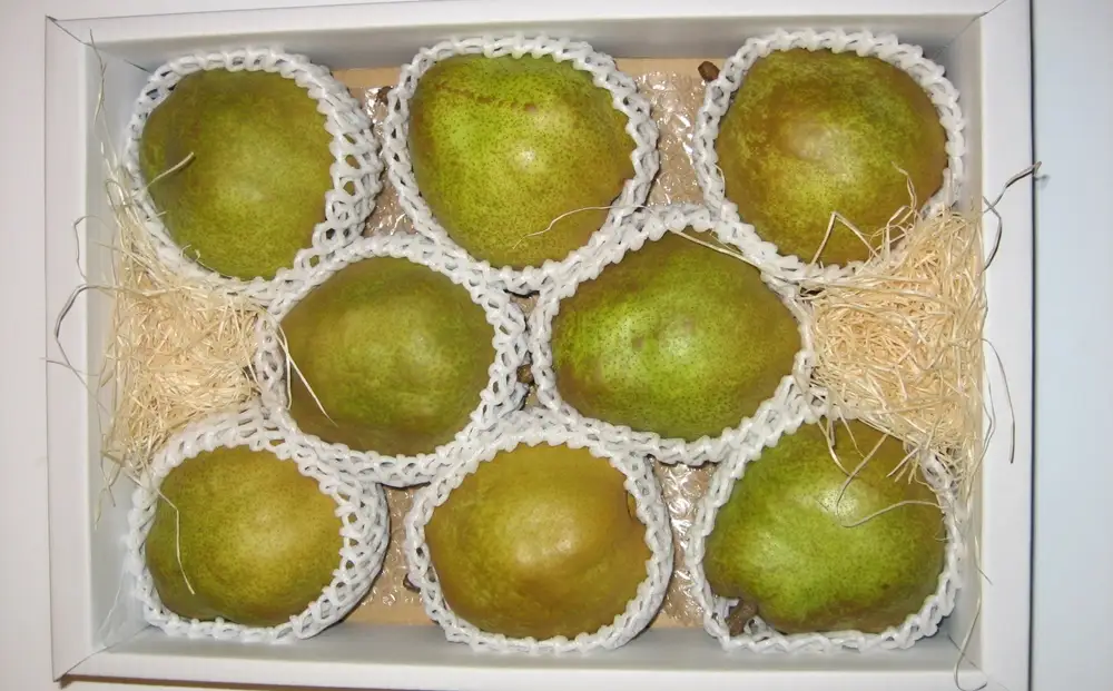 西洋梨（ラ・フランス）３ｋｇ　大玉　0011-2605