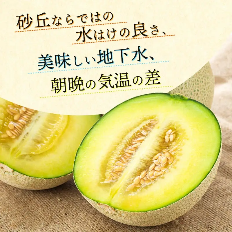 【令和8年産先行予約】アンデスメロン【青肉】 5kg　（3～5玉）　山形県鶴岡市　鶴岡中央青果　| メロン めろん 青肉メロン 5キロ 山形 鶴岡 庄内 庄内産 東北 フルーツ 果物 くだもの 夏 旬  人気 おすすめ 美味しい お取り寄せ 返礼品