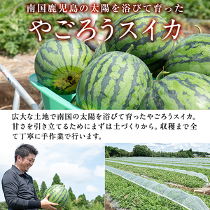 ＜2026年7月中旬以降発送予定＞やごろうスイカ2個(L玉・1個6kg以上) スイカ 果物 ギフト【曽於市観光協会】A306-v01