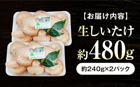 生しいたけ (菌床栽培) 約240g×2パック BKAY013 しいたけ