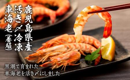 鹿児島県産 活き〆冷凍 車海老（養殖）Lサイズ 計600g（300g 14～16尾2パック）セット