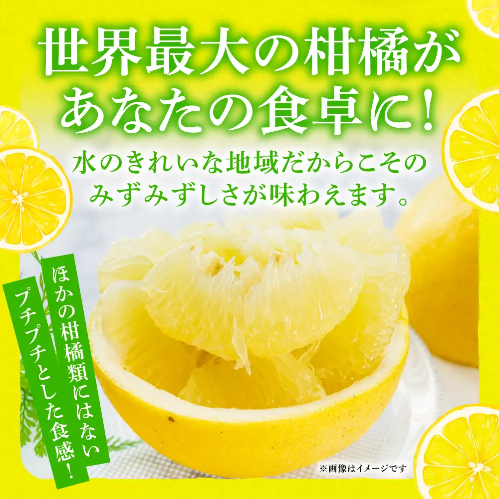 【先行予約】 晩白柚 Lサイズ 1玉 ばんぺいゆ 柑橘 【2026年12月中旬より順次発送】