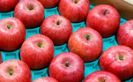 【特選】山形のサンふじりんご 約10kg 特秀品(20～50玉)【令和8年産先行予約】FS25-791