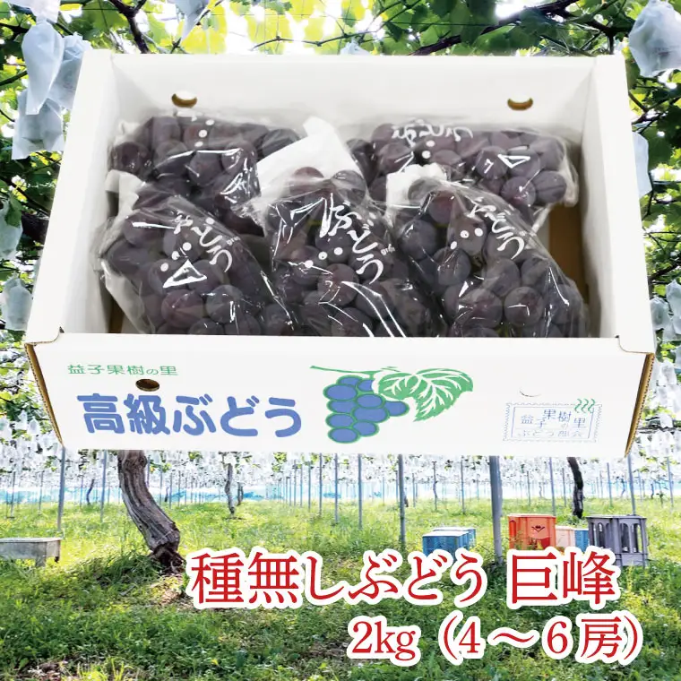 種無し ぶどう 巨峰 2kg (4～6房)  益子町産 DC001