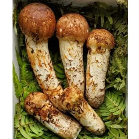 【2026年秋発送】岩手県岩泉産松茸　300g前後(250g～350g)(詰め合わせ)_野菜 松茸 きのこ まつたけ マツタケ_【配送不可地域：離島】【1415864】