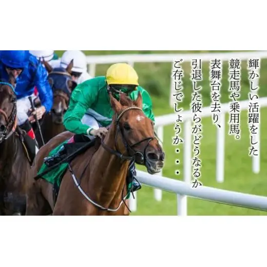 ホーストラスト北海道支援 2万円コース 引退馬 F21H-557 馬 競走馬 引退 支援 馬 競走馬 引退 支援 馬 競走馬 引退 支援  馬 競走馬 引退 支援  馬 競走馬 引退 支援  馬 競走馬 引退 支援  馬 競走馬 引退 支援  馬 競走馬 引退 支援