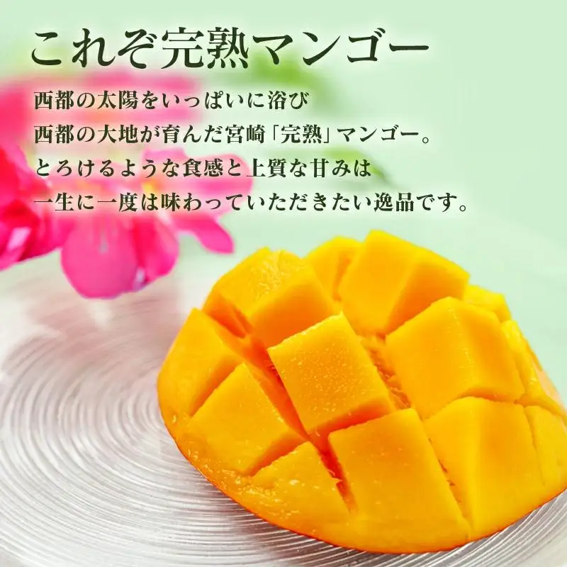 【酒井農園 】西都産 宮崎完熟マンゴー2L×3個 産生者直送＜18-36a＞【先行予約】2026年発送 宮崎マンゴー