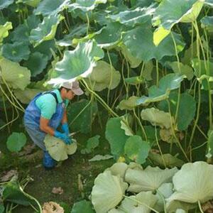 蓮根 1本物 3～4本入り れんこん