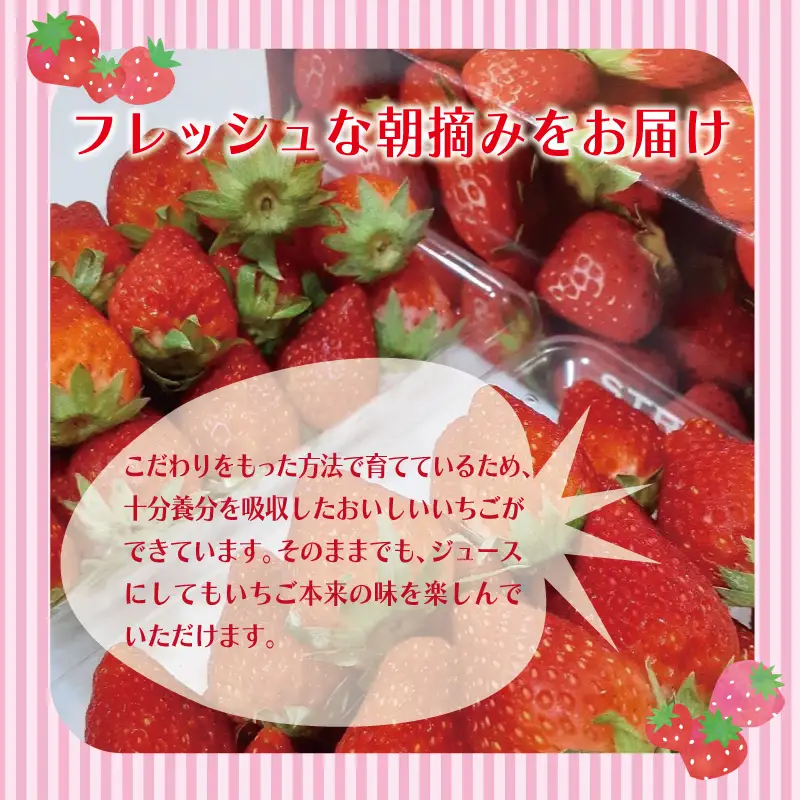 【先行予約】朝摘み 完熟いちご 2パック