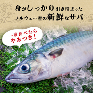 鯖 訳あり 無塩 サバフィレ 3kg さば サバ さばフィレ 切り身 宮城県 石巻市 サバ サバ サバ サバ サバ サバ サバ
