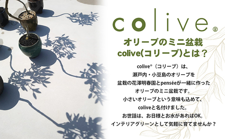 【 小豆島 】オリーブのミニ盆栽 olive（ コリーブ ） 植物 観葉植物 オリーブ 盆栽 ミニ インテリア コンパクト 香川 香川県 土庄 土庄町