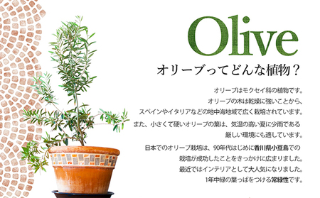 【 小豆島 】 オリーブ苗木 （４号ポット）1本 植物 観葉植物 オリーブ 苗木 インテリア 香川 香川県 土庄 土庄町