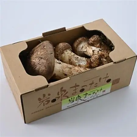 【2026秋発送】【自家用】岩泉まつたけ 500g_野菜 松茸 きのこ まつたけ マツタケ_【配送不可地域：離島】【1421552】