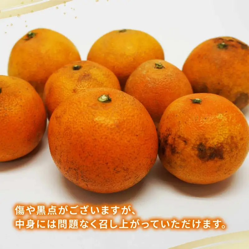 みかん 訳あり 愛果28号 5kg マル南フルーツ 【 訳あり 愛果 】 B015-106027