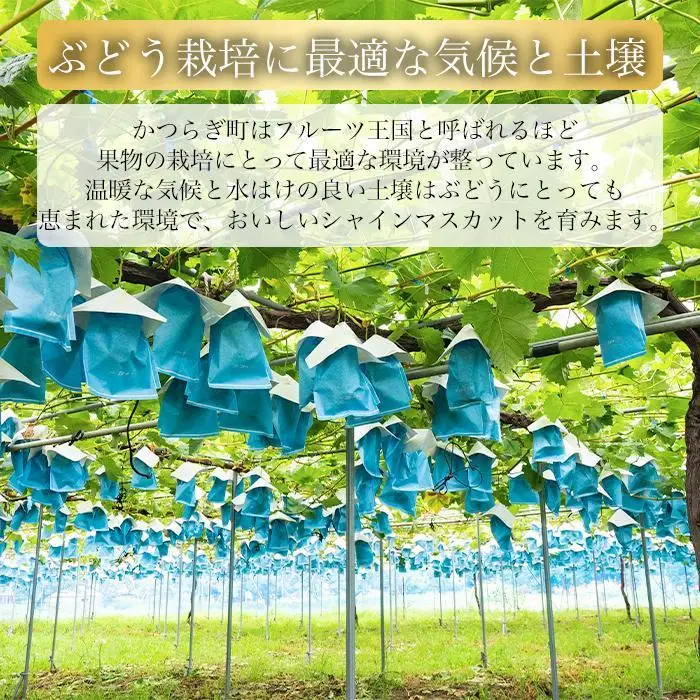 シャインマスカット 1～3房 ぶどう 和歌山産 【大人気】 ★8月上旬から発送★【KF11】