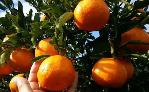【厳選・濃厚】 紀州 有田 産の はるみ 5kg (M~Lサイズ) ※1月下旬頃～2月中旬頃順次発送（お届け日指定不可） / 果物 柑橘 フルーツ みかん 和歌山 【tec914B】