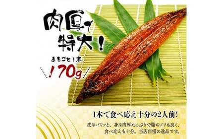 【大型サイズ】ふっくら柔らか 国産うなぎ蒲焼き 1尾 約2人前 化粧箱入/うなぎ ウナギ 鰻 うなぎ蒲焼 国産【uot714A】