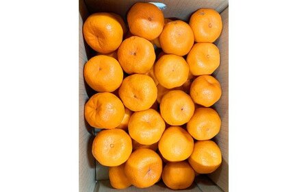  紀州和歌山有田産ポンカン　5kg　※2027年1月下旬頃〜2027年2月上旬頃に順次発送予定 (お届け日指定不可) /みかん 蜜柑 フルーツ 果物 くだもの 【uot722】