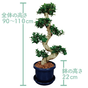 2026年4月下旬～発送【観葉植物】ガジュマル 曲がり 大鉢 T&P IB057-011 観葉植物 ※北海道・沖縄・離島配送不可