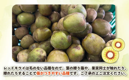 レッドキウイ 2kg 訳あり マル南フルーツ レッドキウイ  F010-106029