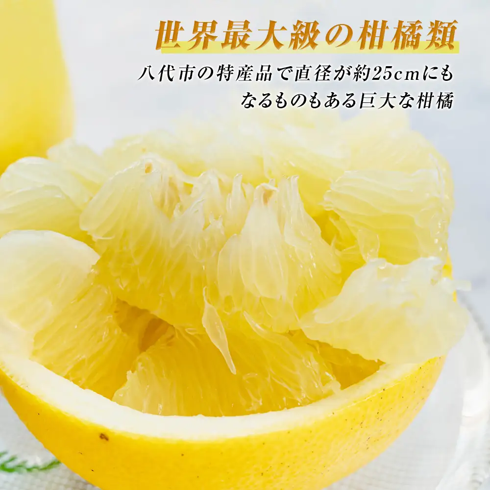 【先行予約】数量限定　八代市特産　晩白柚　Lサイズ 2玉 ばんぺいゆ 柑橘 フルーツ 果物 果実 特産品 熊本県 八代市 【2026年12月上旬より順次発送】