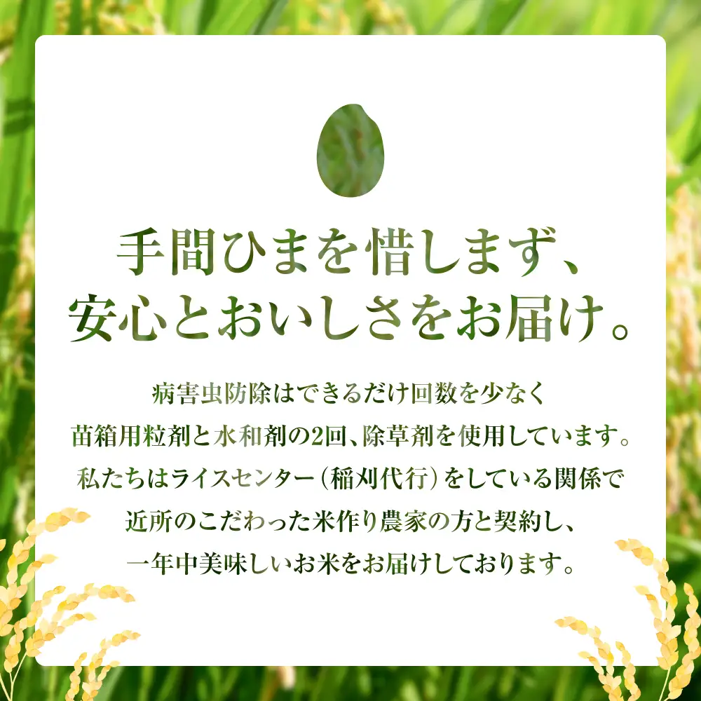 【令和7年産】 熊本県八代市産 森のくまさん 農家のとっておき 3kg×2袋 米 お米 精米  国産 白米 ごはん ご飯