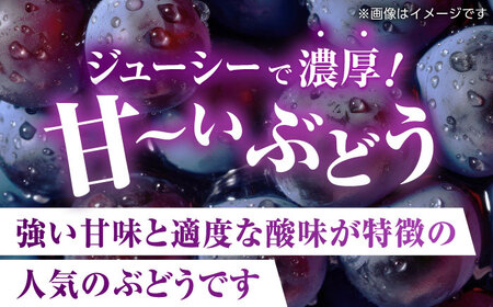 【先行予約】 訳あり ピオーネ ぶどう 切り落とし 約1kg  【合同会社 社方園】ピオーネ切り落とし 1kg ぶどう 季節限定 葡萄 [ZBZ007]