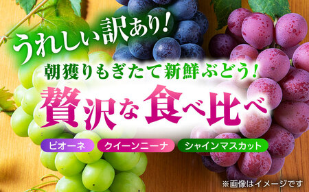 【先行予約】 訳あり ぶどう3種 食べ比べ 切り落とし 計約1kg  【合同会社 社方園】ぶどう詰め合わせ  セット 熊本 シャインマスカット ピオーネ クイーンニーナ [ZBZ009]
