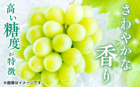 【先行予約】シャインマスカット 約2kg （3から5房） ぶどう 種なし【合同会社 福福堂】[ZCN008]