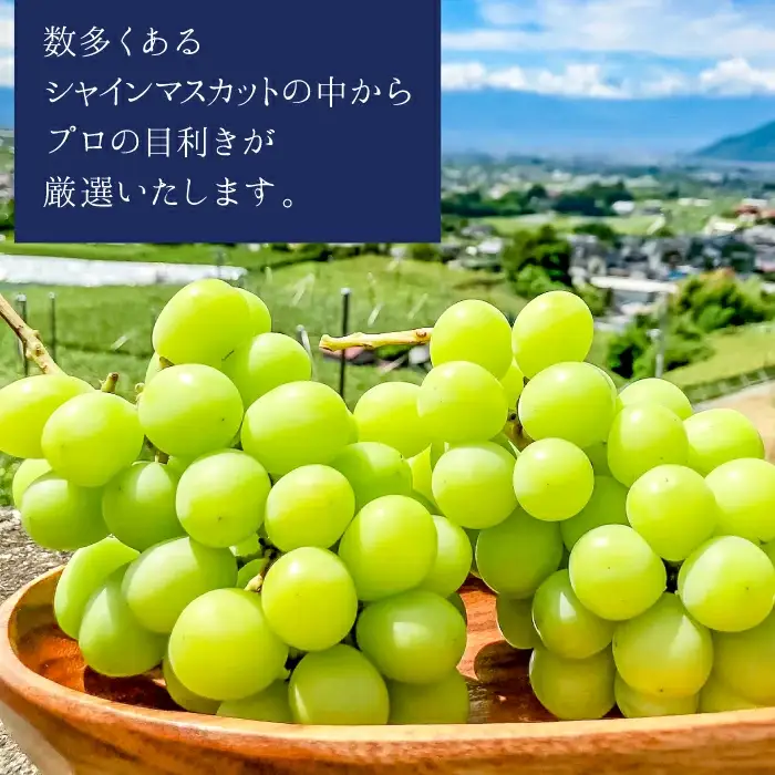 【2026年発送★先行予約】 笛吹市産シャインマスカット 約1.2kg 2～3房　103-001-26y