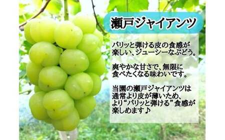 ※2026年の予約です！※ 【お試し】フルーツ王国岡山　朝採り新鮮！人気ぶどう瀬戸ジャイアンツ１房 離島発送不可 / ブドウ 真庭市 林ファミリー 【hfbd013-02】