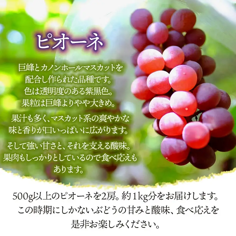 【令和8年産先行予約】JA庄内たがわの庄内産ぶどう ピオーネ 約1kg　K-830