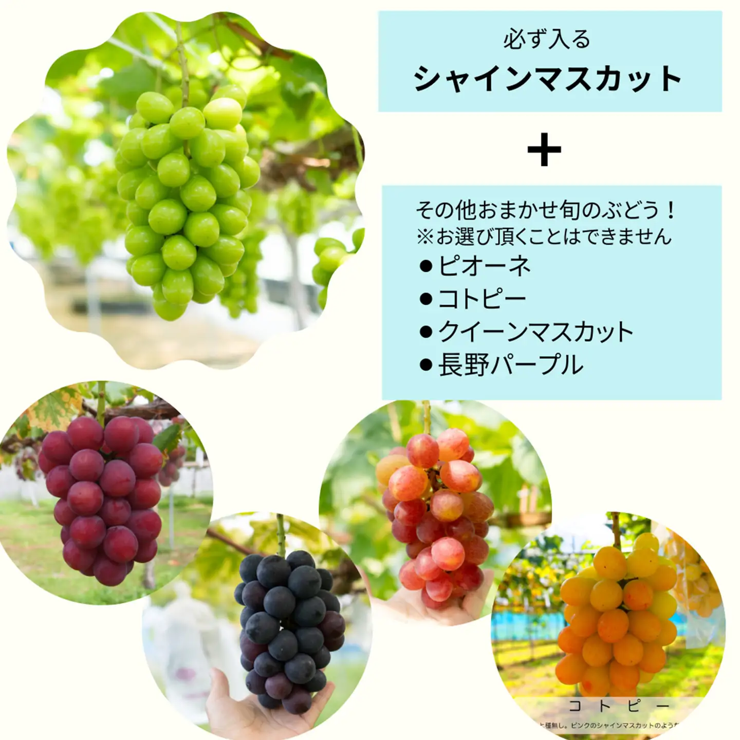 【先行予約】完熟ぶどう食べ比べセット シャインマスカットと旬ぶどう 2㎏（3～5房） 2026年9月発送　西条市 輝らり果樹園　秋ぶどう