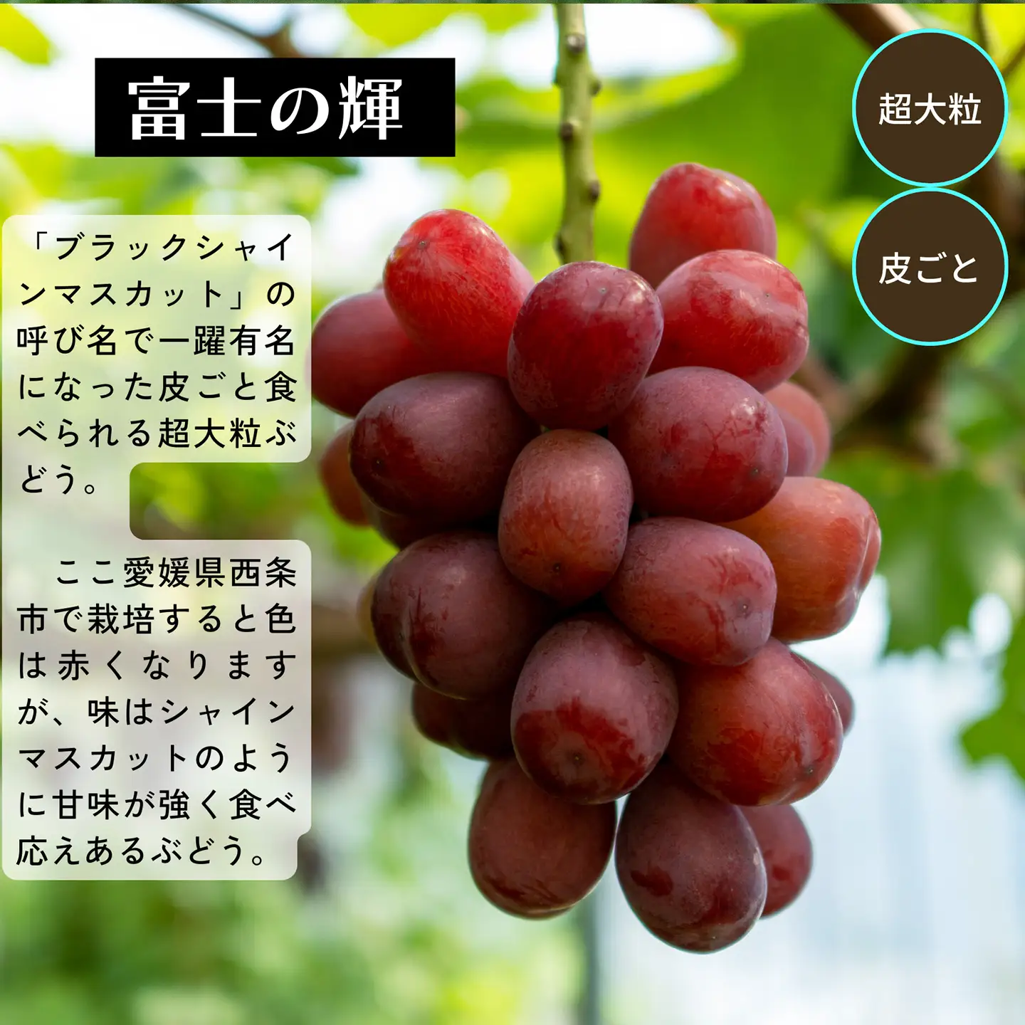 ぶどう 富士の輝（ふじのかがやき）1房 約800g【9月発送】秋ぶどう