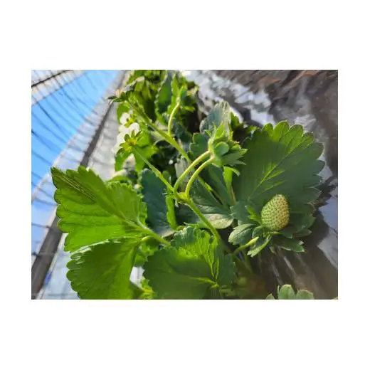 【訳あり/2026年3月より発送】完熟朝摘みとれたての冷凍いちご とちおとめ 約1kg ／ 農家直送 とちおとめ いちご 苺 イチゴ 完熟 冷凍 真空パック 果物 フルーツ 予約 先行予約 訳あり 訳アリ 茨城県 茨城 利根町 1kg
